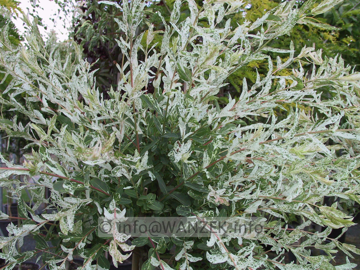 Salix integra Hakuro-Nishiki nah.JPG